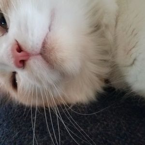 Meet your Posher, Isabel